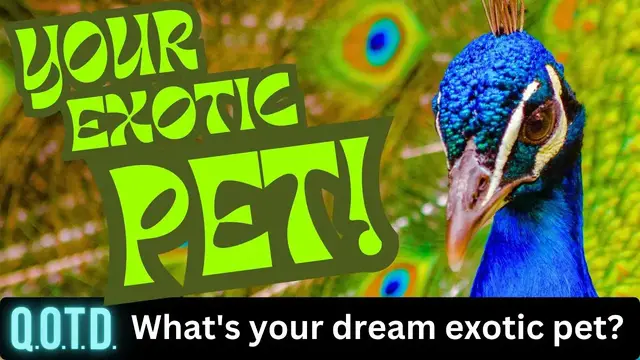 Video thumbnail for Your Exotic Pets! Today’s QOTD Question (Record with link below & be on air!)