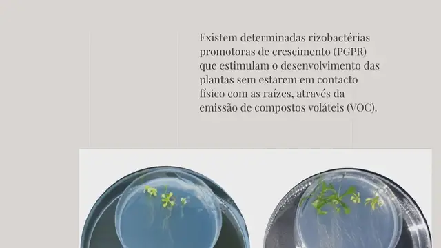 Video thumbnail for POTENCIAL AGROTECNOLÓGICO DOS VOCS BACTERIANOS