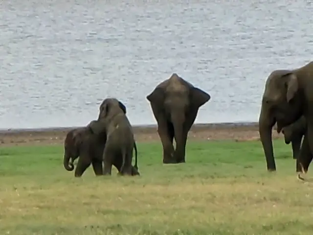 Video thumbnail for Baby eliphant at Minneriya National park Srilanka
