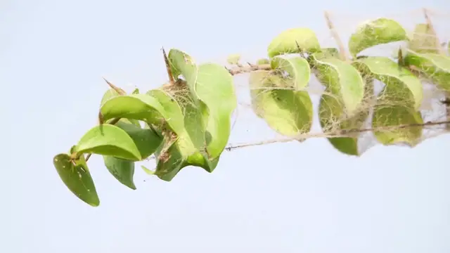 Video thumbnail for How to Fix Yellow Leaves