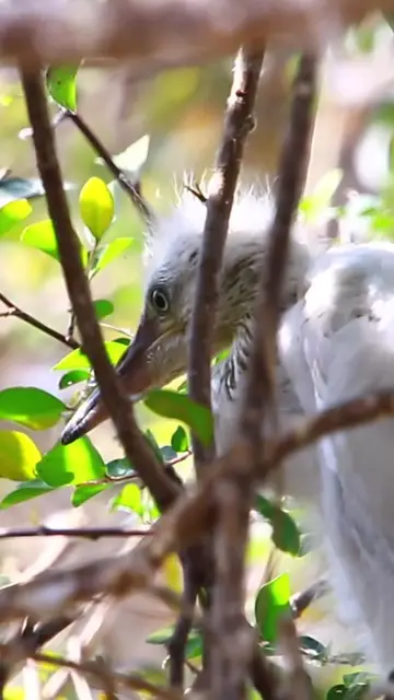 Video thumbnail for Oh Cockroach babies bird