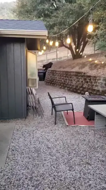 Video thumbnail for Curious Yosemite Bear Crashes Backyard BBQ Gathering