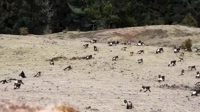 Video thumbnail for China: Yunnan snub-nosed monkeys make rare group migration in southwest China.