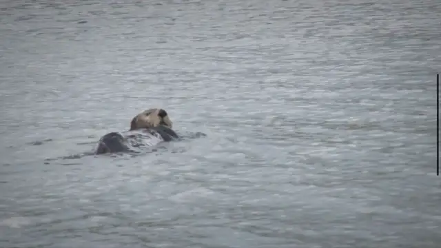 Video thumbnail for What Do Otters Like to Eat? Exploring the Delectable Diet of Otters