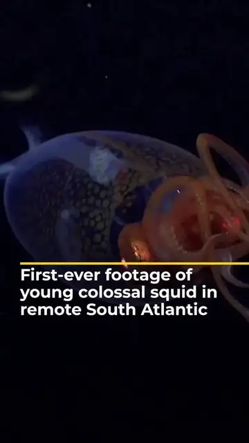 'Video thumbnail for First-ever footage of young colossal squid in remote South Atlantic'