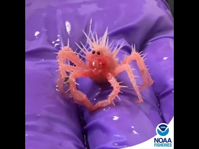 Video thumbnail for US Oceanographers Discover the World's Cutest Tiny Spiked Crab