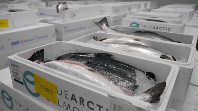 Video thumbnail for China: Chinese appetite grows for Norwegian salmon.