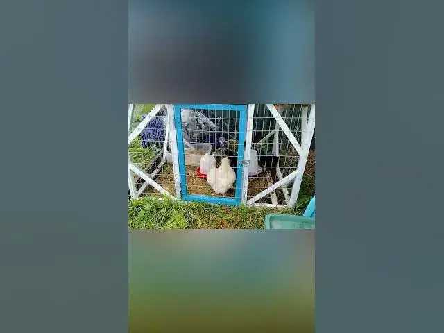 Video thumbnail for Silkie Rooster Thinks He's All That #Shorts