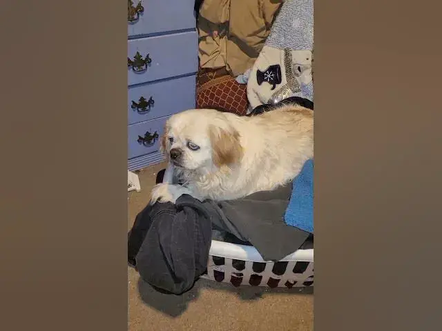 Video thumbnail for Cola Bear is Helping With Laundry #Shorts