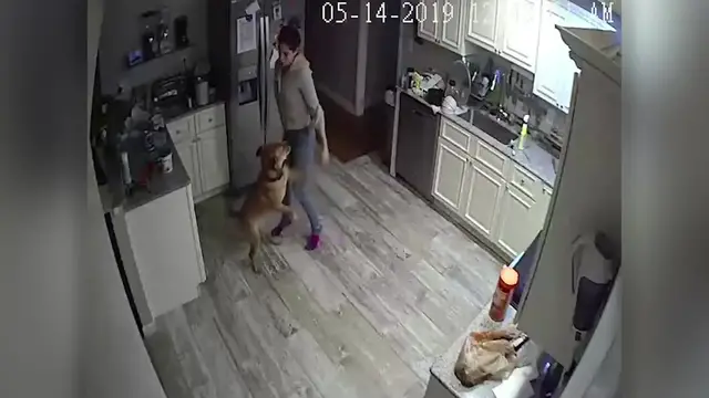 Video thumbnail for Intruder Alert Is Girlfriend Dancing With Dog In Kitchen | Wild-ish TV