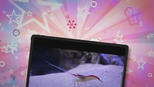 Video thumbnail for Feeding Your Pet Lobster: A Quick Guide