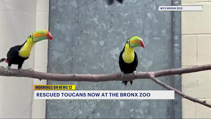 Video thumbnail for Toucans rescued from wildlife traffickers now thriving at the Bronx Zoo