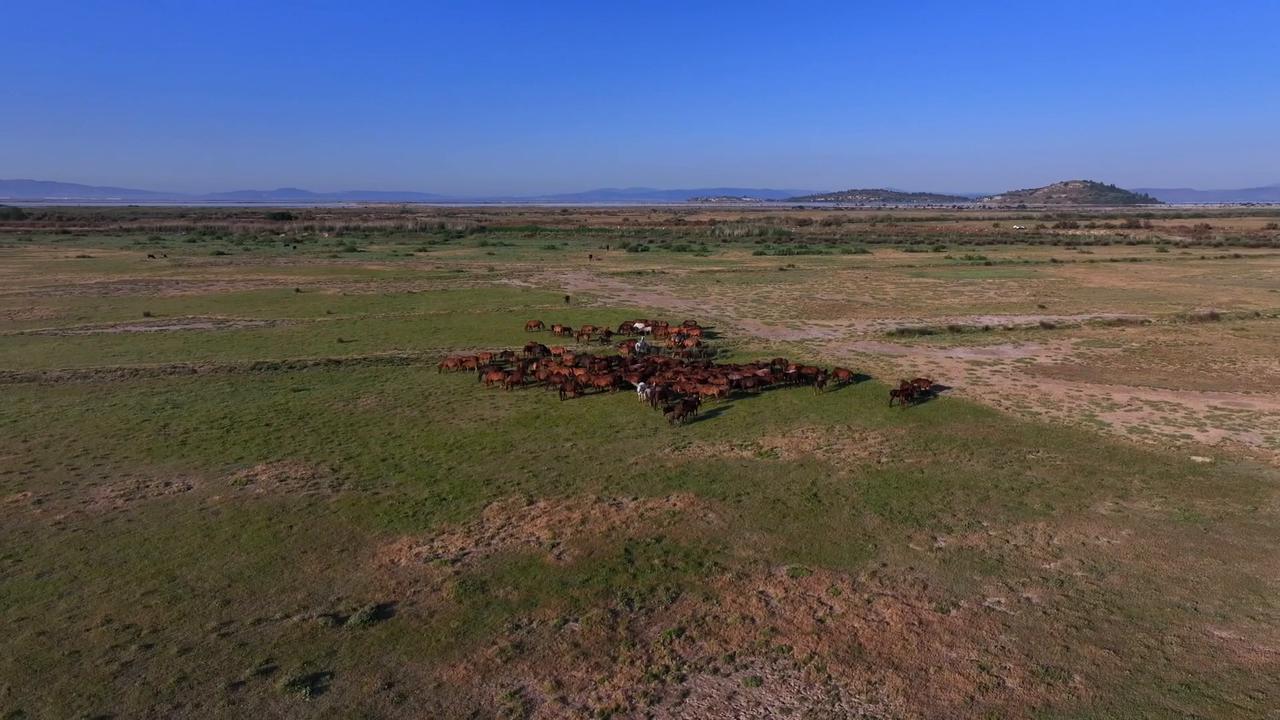 Video thumbnail for Türkiye: Türkiye’s Gediz Delta hosts diverse wildlife after rainy months.