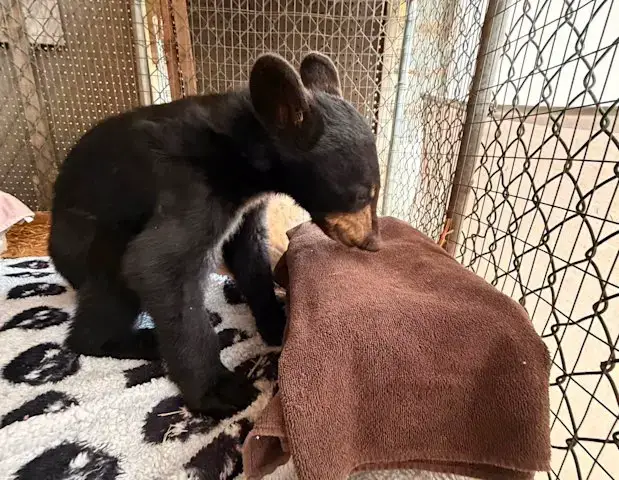 Video thumbnail for Bear cub being treated at wildlife refuge has died