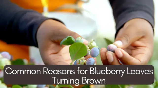 Video thumbnail for Common Reasons for Blueberry Leaves Turning Brown