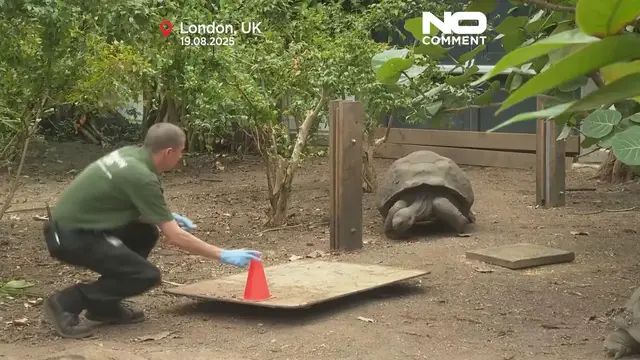 'Video thumbnail for London Zoo animals step onto scales for annual weigh-in'