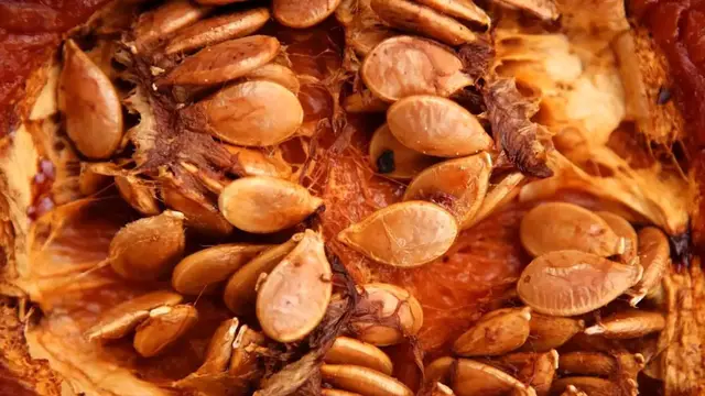 Video thumbnail for Roasted Pumpkin Seeds Recipe