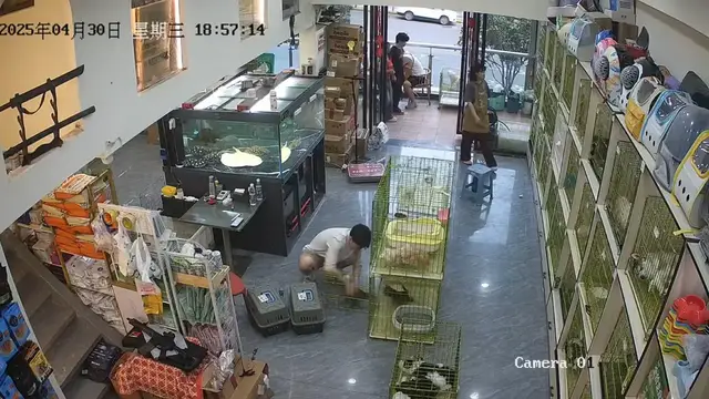 Video thumbnail for Man vs. Kittens: Hilarious Cage Escape in Chongqing Pet Shop