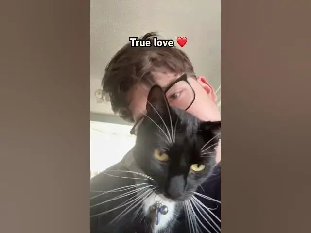 Video thumbnail for Love Freddie ❤️#cat#catlovers #fyp#goviral #subscribe