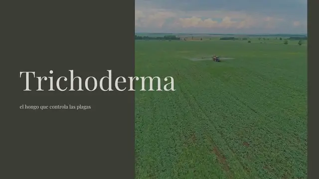 Video thumbnail for Trichoderma: el hongo que controla las plagas