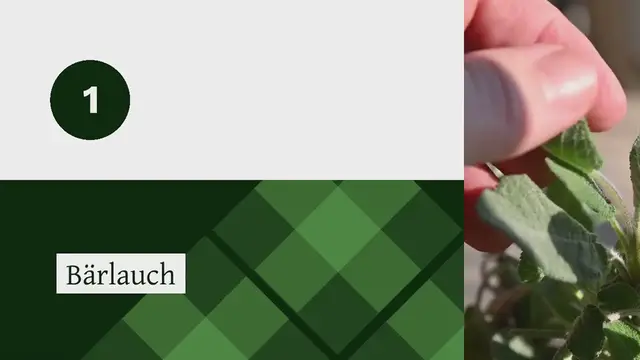 Video thumbnail for BÄRLAUCH PESTO – SELBST GEMACHT UND VEGAN