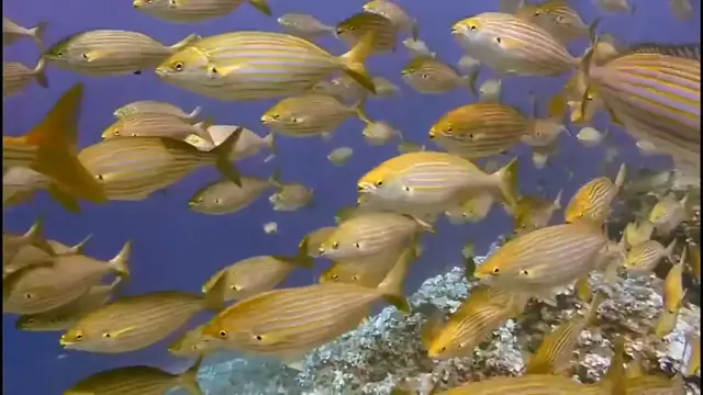 Video thumbnail for Goldline fish