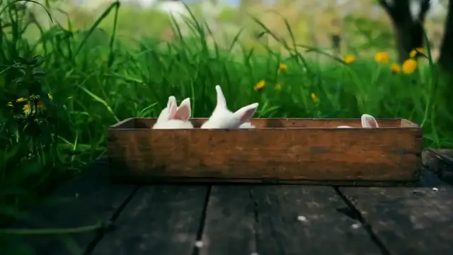 Video thumbnail for Rapid Rabbit Reproduction: Debunking Myths About Bunny Multiplication