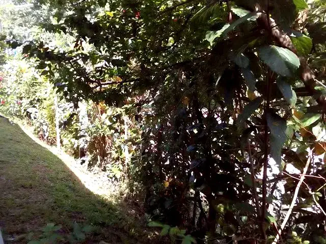 Video thumbnail for 21 : Srilankan  Retirement home Garden | Gardeners World by Lion's Girl Garden