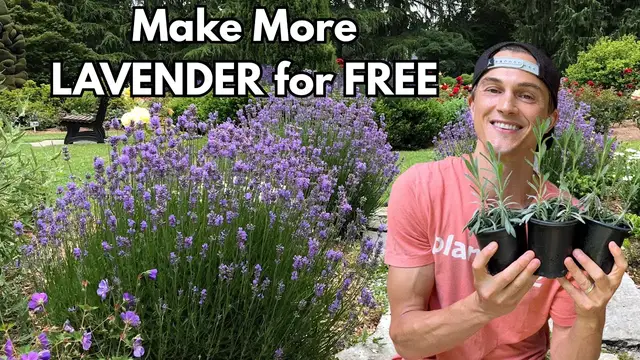 'Video thumbnail for Easy LAVENDER Propagation Complete Tutorial'