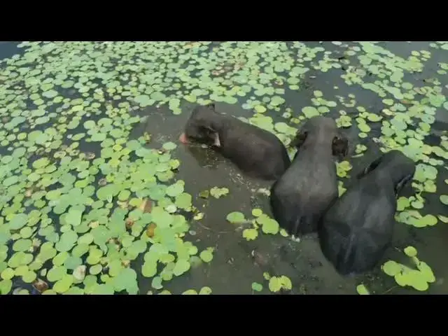 Video thumbnail for @## A view of sri lankan wild elephants bathing in a lake.@sri lankan eliphant#🐘🐘🐘