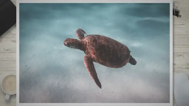 Video thumbnail for Discovering the Fascinating World of Snapping Turtle Names