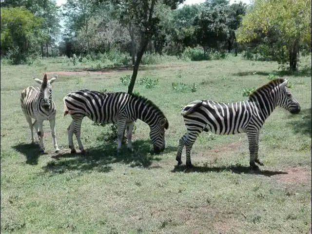 Video thumbnail for safari park ridiyagama...අලුත්ම සෆාරි අත්දැකීමක් ගන්න ඕනෙනම් යන්න ඕන හොඳම තැන...