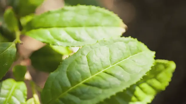 Video thumbnail for Camellia Sinensis