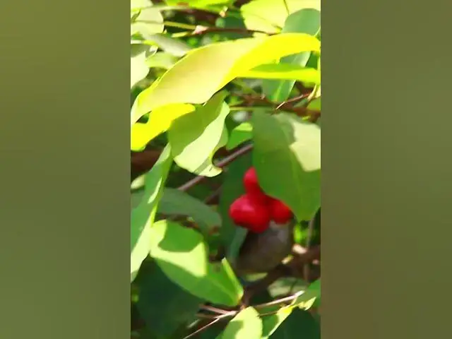 Video thumbnail for Wild bird eat fruit 6  #dovebird #smallbird #birds #bird #shortdove #nestdove #babiesdove