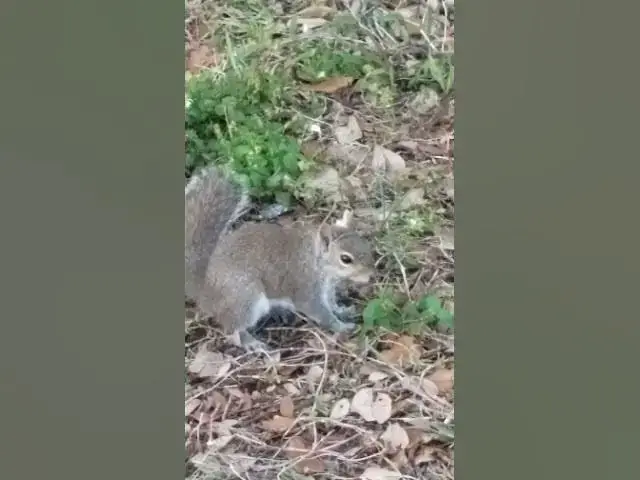 'Video thumbnail for Squirrel Stands Completely Still When Police Siren Starts'