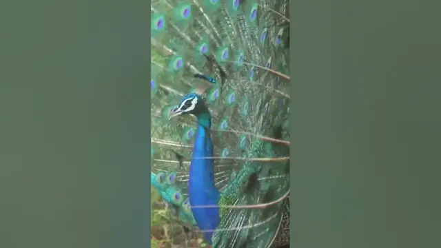 Video thumbnail for Peacock Sri Lanka