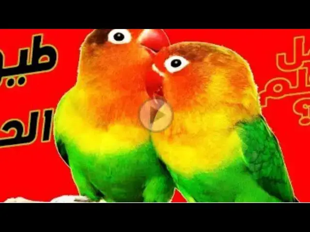 'Video thumbnail for ماهي طيور الحب : تعرف على طيور الحب . طيور الفيشر والروز'