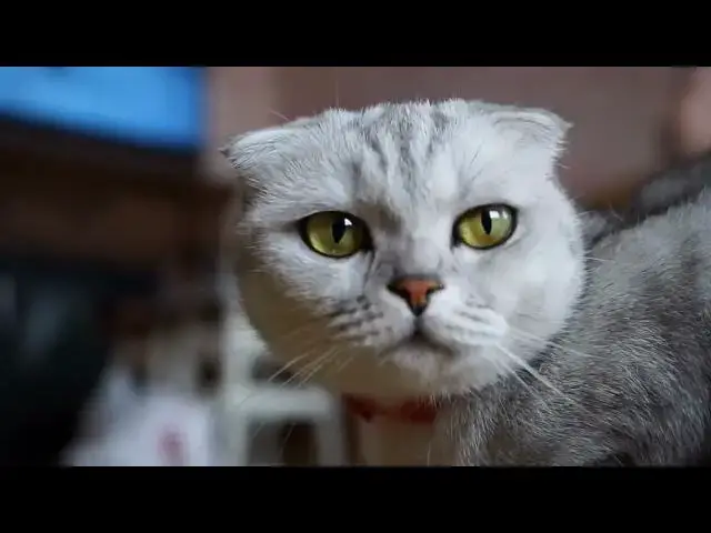 'Video thumbnail for Why do cats love to knock things off tables?'