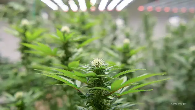 'Video thumbnail for US cannabis cultivation generates emissions equivalent to 10M vehicles  '