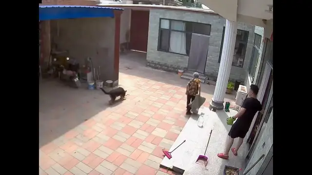 Video thumbnail for China: Curious dog in China bitten by snake after moving in for a closer look.