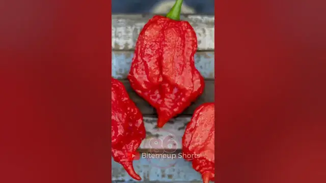 Video thumbnail for Top 10 Hottest Peppers In The World #peppers #shorts