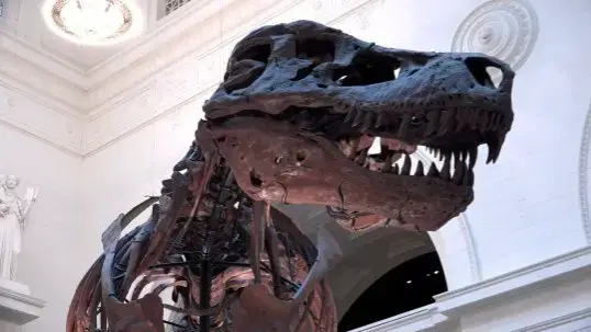 Video thumbnail for New research shows sexing dinosaurs from fossils is harder than once thought
