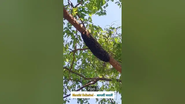 'Video thumbnail for #shortsvideo #shortsfeed #reels #part3 #nature #naturephotography #naturelovers #maharashtra'