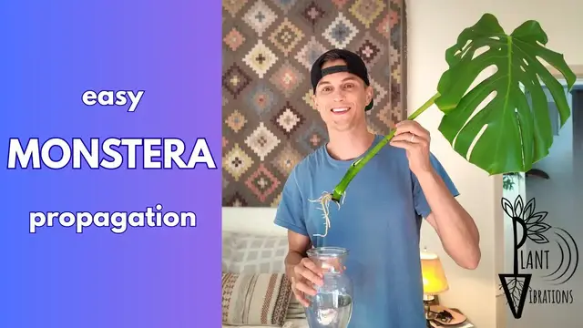 Video thumbnail for MONSTERA - How to Propagate the Easy Way (Monstera deliciosa)