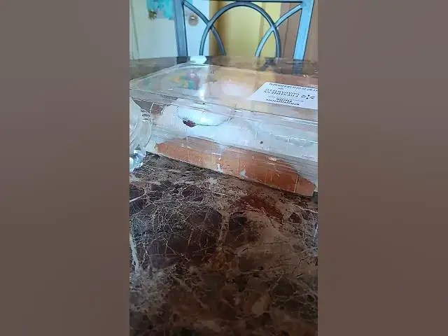 Video thumbnail for November 26, 2025