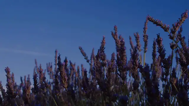Video thumbnail for Organic Ways to Grow Lavender