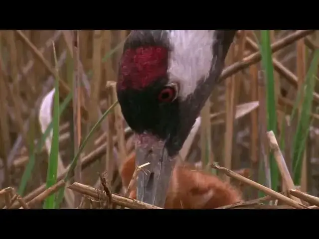 Video thumbnail for The Life of Birds   Crane Chick