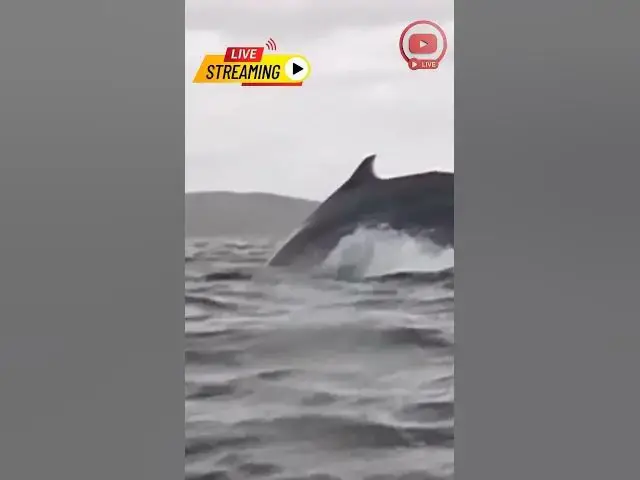 'Video thumbnail for Kayaker Gets Swallowed by a Whale – A Terrifying Incident Caught on Camera!'