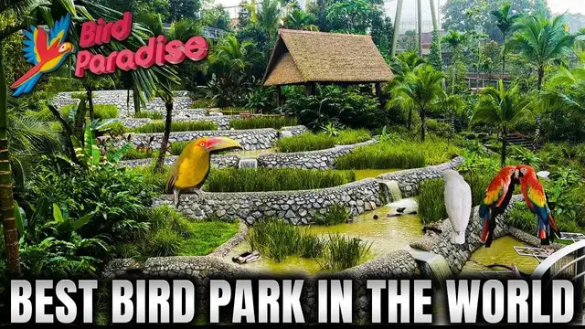 'Video thumbnail for Singapore Bird Paradise Park Tour 4K'