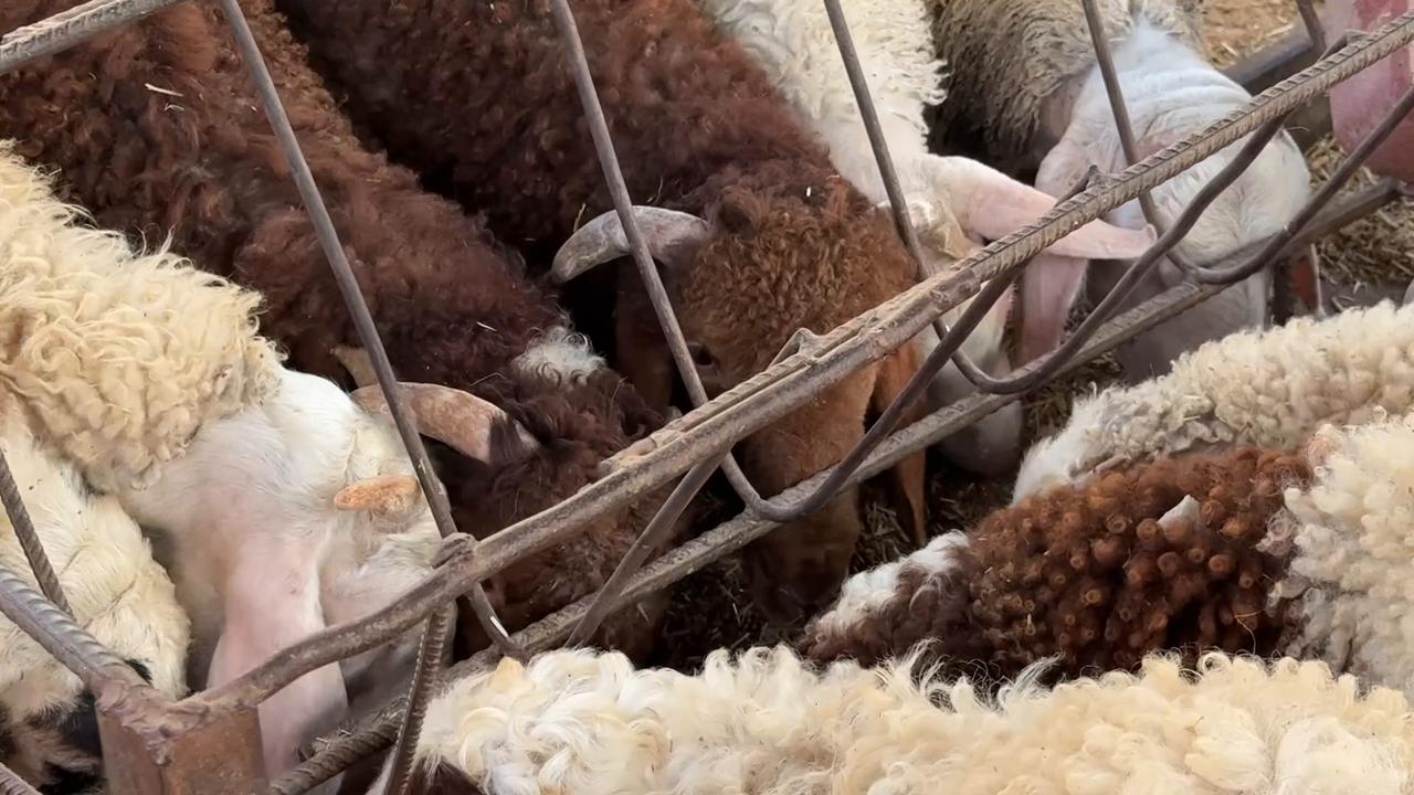 Video thumbnail for Gaza Eid Livestock Prices Rise 7.